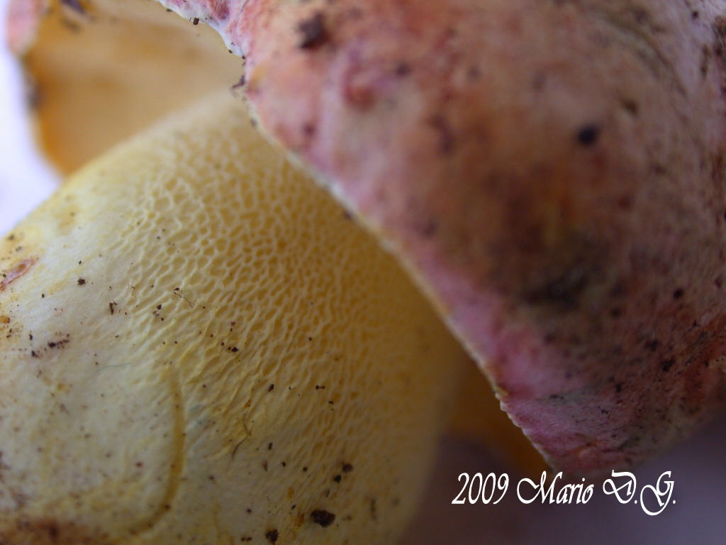 Boletus da determinare >>> n� 1